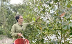 Chỉ là thứ quả dại thôi, sao ở Long An, hễ tới mùa vặt trái, ai trông thấy cũng tứa nước miếng?