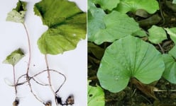 Loại cây rừng độc, lạ ở Việt Nam, thứ cây gì mà ra vỏn vẹn chỉ một lá?