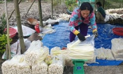Chuyện lạ Cà Mau, biến cỏ dại, rau dại thành rau đặc sản, người lội nước, kẻ ngồi bờ đều có tiền
