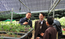 Lai Châu-Sơn La: Chia sẻ kinh nghiệm phát triển cây Sâm Lai Châu gắn với quản lý, bảo vệ, phát triển rừng