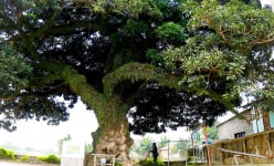 Cây cổ thụ 400 năm tuổi hình dáng kỳ lạ ở một làng của Hà Tĩnh là giống cây gì mà thiên hạ trầm trồ?
