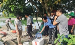 Nuôi thành công loại cá ngon ở ao đất, nhiều người kéo đến xem, nông dân Hải Dương bán 85.000 đông/kg
