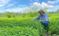 Trồng loại rau thơm nức, nuôi thứ ong làm mật 'quý tộc', ông nông dân Bình Định được cả làng khen