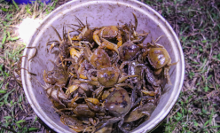 Xưa đồng làng cua bò vô số, mẹ làm mắm cua chua, thứ nước chấm rau muống chẻ, thái thêm rau kinh giới