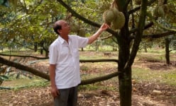 'Trồng quả tiền tỷ' trái vụ, ông chủ trang trại Gia Trung ở Đắk Nông sắp cắt bán 150 tấn, thu tiền tỷ