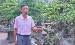 Quanh năm trồng cây cảnh, sân vườn xanh mát, một nông dân Nam Định xây nhà cao cửa rộng