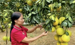 Nông dân U50 Phú Thọ thu tiền tỷ từ loại quả đặc sản, vườn đẹp như phim, chụp ảnh đẹp như mơ