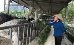 Nuôi thả loại chim khổng lồ đi lang thang trong trang trại, một nông dân Hải Dương lãi tiền tỷ, đó là thứ chim gì?