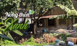 Trang trại lợn xả thải gây ô nhiễm hàng chục năm tại Sóc Sơn: vẫn tồn tại dù nằm trong diện thu hồi