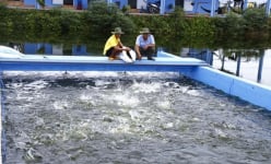 Công nghệ nuôi cá 'sông trong ao' là nuôi kiểu gì mà cá dày đặc, quẫy ầm ầm, đã nhanh lớn còn đẹp mã?