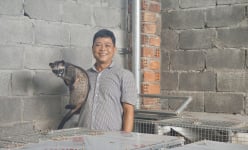 Anh nông dân ở Đà Nẵng đam mê nuôi con vật lạ, thích ăn chuối chín, thu lãi cao