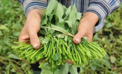 Một làng cổ ở Bắc Giang có giai thoại 3 năm cả làng không đẻ được, vô tình trồng thứ rau đến vua còn thèm