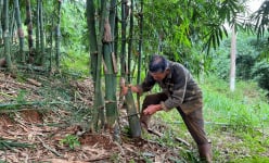 Một tỷ phú nông dân Đắk Nông giàu hẳn lên nhờ trồng tới 17ha tre 4 mùa bán măng