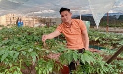 Trai trẻ họ Trần rời Kon Tum đến đất Lâm Đồng trồng vườn sâm Ngọc Linh trị giá 10 tỷ