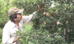 Vườn tốt um, trồng thứ trái ăn bổ dưỡng, cắn một miếng mát ngọt tận dạ dày, nông dân An Giang phát tài