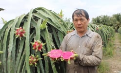 Vụ bảo hộ giống thanh long ruột đỏ LD1: Căng thẳng đến phút cuối cùng, việc hài hòa lợi ích có đạt được?