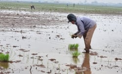 Chuyện lạ Ninh Bình: Một nông dân khuyết nhiều ngón tay trái vẫn cấy nhoay nhoáy 1 sào lúa/ngày