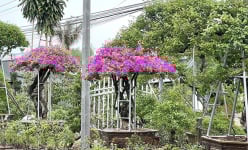 Trồng giống hoa gì mà tuôn bông như nắng, cả làng này ở Bến Tre đã đẹp như phim lại còn giàu có