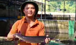 Vườn Quốc gia Phước Bình ở Ninh Thuận (Kỳ 4): Lạ chưa, nuôi cá nước lạnh to bự giữa vùng nắng nóng