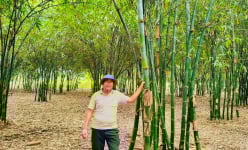 Trồng rừng tre đẹp như phim, nông dân nơi này ở Bình Thuận bán măng thôi đã giàu hẳn lên