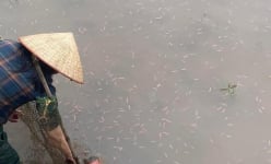 Nuôi 'con trời cho' ở Hải Phòng, tới mùa nổi như vỏ trấu ngoài ruộng, nhà giàu săn lùng mua