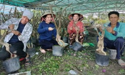 Trồng hoa giấy, 'tự chế' ra đủ loại màu, chị nông dân khả ái đất Đồng Tháp ngờ đâu trúng đậm