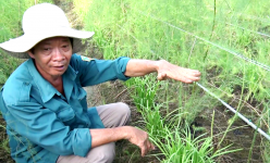 Trồng “rau vua” ăn ngay tại ruộng, không đụng hàng, ông nông dân Tiền Giang bán chạy như tôm tươi