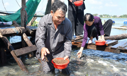 Chuyện lạ An Giang, bên sông Vàm Nao, ông nông dân nuôi 'báo cô' đàn cá sông dày đặc, toàn con to