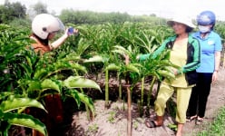 Cây nưa là cây rau sạch, nông dân nơi này của Quảng Trị cứ trồng là bán có lời