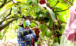 Trồng cây đặc sản 'mau ăn, mắn đẻ', chị nông dân Tiền Giang tưởng liều hóa ra thu nhập lại khỏe re