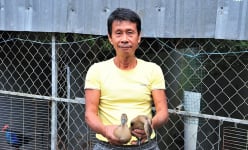 Le le là con gì mà bay như chim, một nông dân Sóc Trăng nuôi thành công, bán đắt hàng?