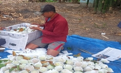 Trồng thứ vú sữa gì mà trái to bự, căng mọng, ông nông dân Hậu Giang chưa a lô thương lái đã vào vườn