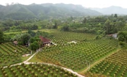 Trồng thanh long ruột đỏ trên trụ xi măng, người nông dân Hà Giang kiếm tiền tỷ