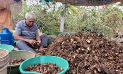 Loại cây lá to như cái quạt ở Bà Rịa-Vũng Tàu, nông dân nhổ lên thứ củ ngon, giàu dinh dưỡng, bán hết sạch