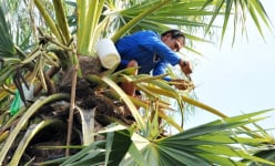 An Giang: Nhờ chiếc máy 'thần thánh' tuy nhỏ mà có võ, bà con nông dân Bảy Núi nấu đường thốt nốt 'khỏe re'