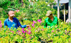 Trồng thứ cây cảnh bạt ngàn, đếm không xuể, tới kỳ bung hoa 'vô tội vạ', anh nông dân An Giang trúng luôn