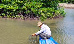 Nuôi cua, nuôi tôm, một nông dân Cà Mau thoát nghèo, lãi hơn 1 tỷ/năm, xây được nhà cao cửa rộng