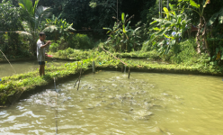 Đào ao 'chăm bẵm, dỗ dành' loài cá lạ quý hiếm, ông nông dân Hòa Bình nuôi cung không đủ cầu