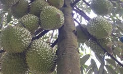 Chuyện đổ xô trồng sầu riêng, ngành nông nghiệp cảnh báo 'nóng', doanh nghiệp tiêu thụ nói điều nghe bất ngờ