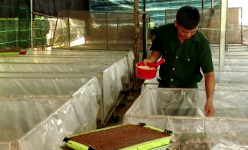 Nuôi con 7 lần lột xác, lúc bán mập ú nu, nông dân Bà Rịa - Vũng Tàu thu 300 triệu/năm dễ như bóc kẹo