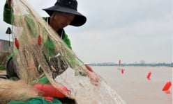 Dòng sông Cổ Chiên nổi tiếng đất Vĩnh Long, dân bơi thuyền tung lưới lùa bắt thứ 'cá nhà nghèo' làm đặc sản