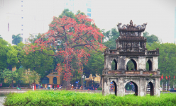 Cây hoa gạo nở rực bên Hồ Gươm, du khách xếp hàng check-in 