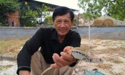 Nuôi “tiểu khủng long” trên đồi cát nắng chang chang, nông dân Ninh Thuận có thu nhập 'khỏe re'
