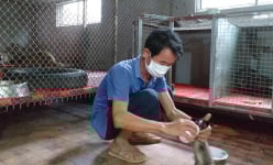 Phú Thọ: Nuôi la liệt cầy hương, cầy mốc, ông nông dân bán 2 triệu đồng/kg, cứ đủ cân là bán hết sạch