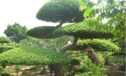 Cả làng ở Nam Định giàu lên nhờ trồng cây cảnh gì mà thiên hạ ví là 'làng kỳ hoa dị thảo'