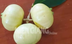 Trái lý ở miền Tây là quả gì mà loài chim quyên, chim tu hú nhìn thấy là mê như điếu đổ?