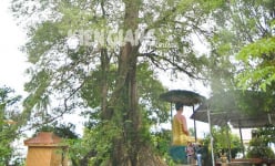Một cây cổ thụ ở Phú Quốc của Kiên Giang thọ ngang tuổi 'ông Bành Tổ', xem trầm trồ, đó là cây gì?