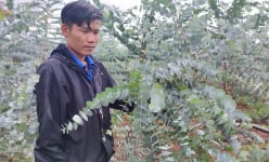 Những loại cây cảnh chỉ nghe tên thôi đã thấy có “mùi tiền” giúp người nông dân “hốt bạc'