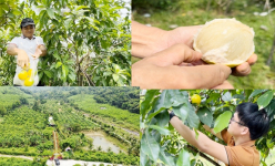 Trồng vú sữa Hoàng Kim ở nơi “nắng như đổ lửa, mưa đến trắng trời” mà vẫn cho vị ngọt ngon đến khó tin