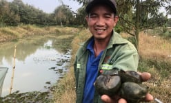 Giữa cánh đồng ở Bình Thuận, có “con ông trời” nuôi ốc đặc sản trong vườn sầu riêng mà thu tiền tỷ